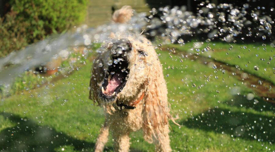 Keep Dogs Cool