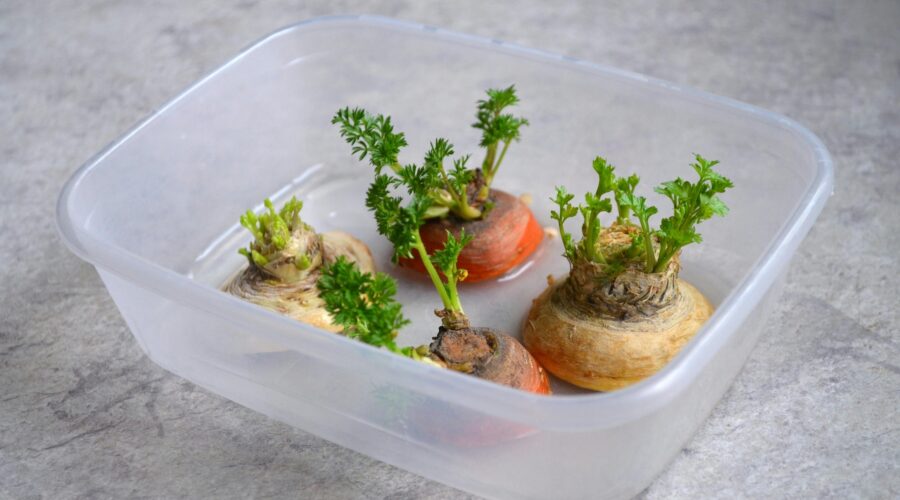 Regrow Vegetables
