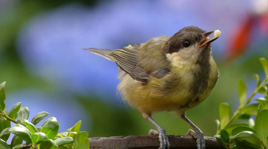 Garden Wildlife
