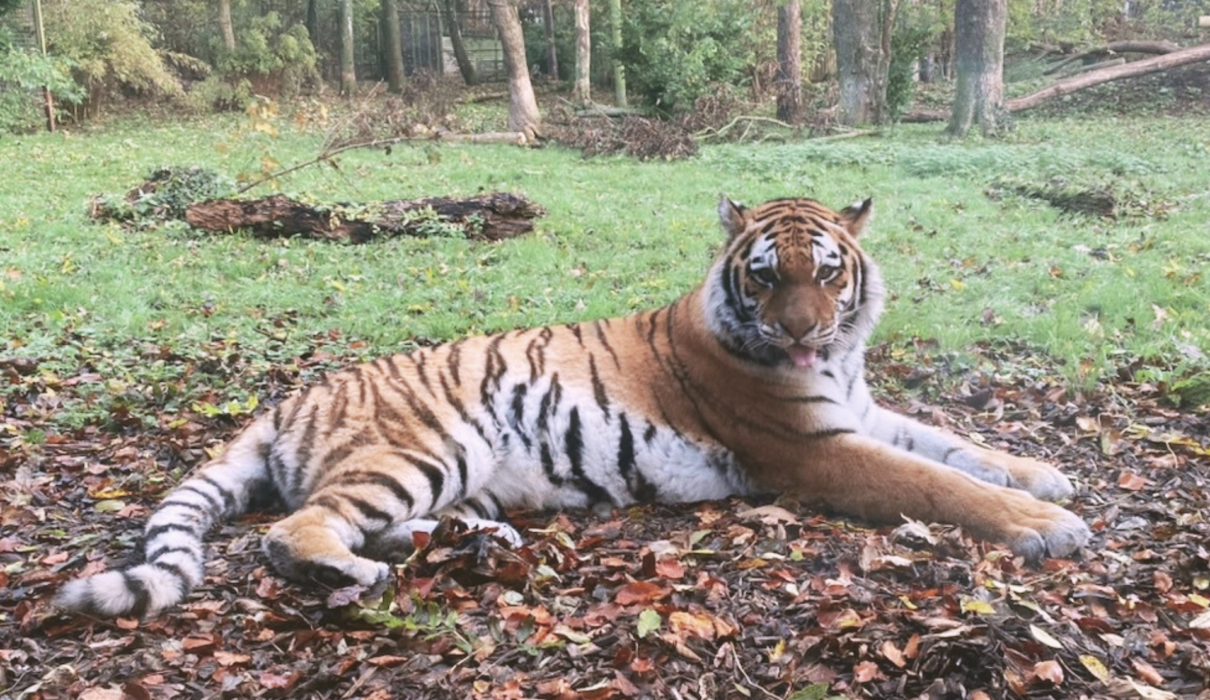 Tiger Lodge