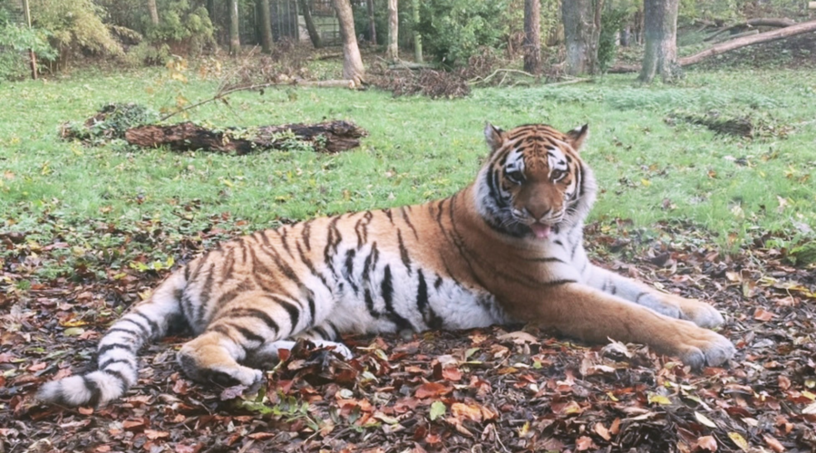 Tiger Lodge